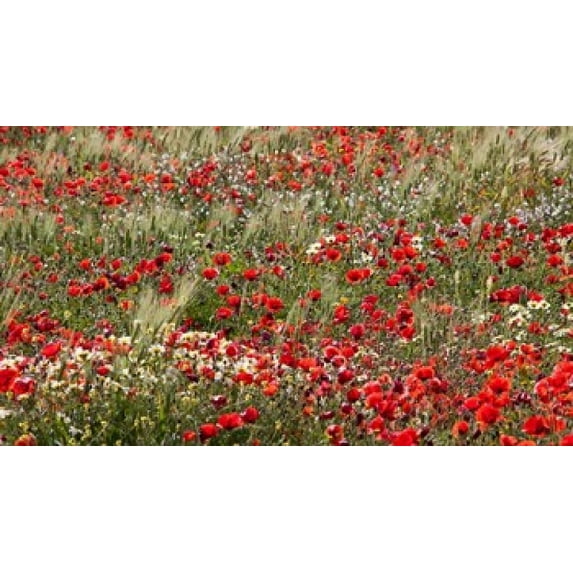Poppy Wildflowers in Southern Morocco Poster Print by William Sutton (37 x 21)