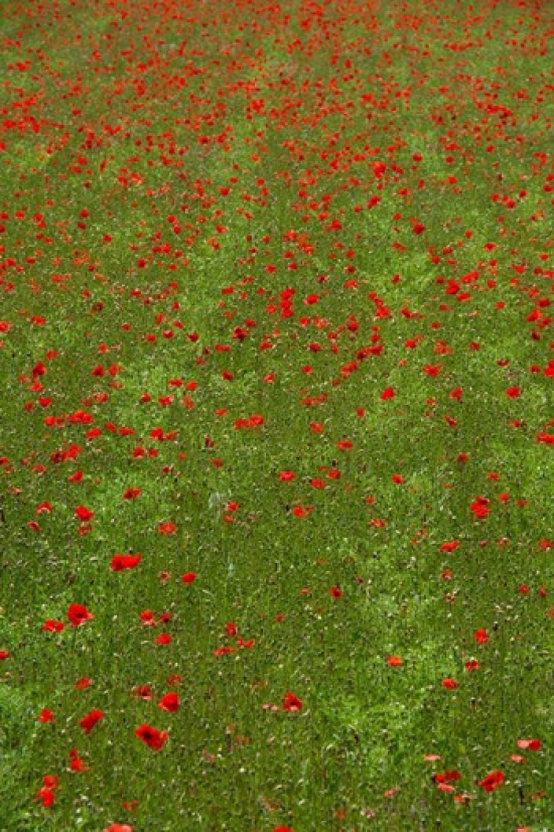 Poppy field in bloom Les Gres Sault Vaucluse Provence-Alpes-Cote dAzur France Canvas Art - Panoramic Images (24 x 36)