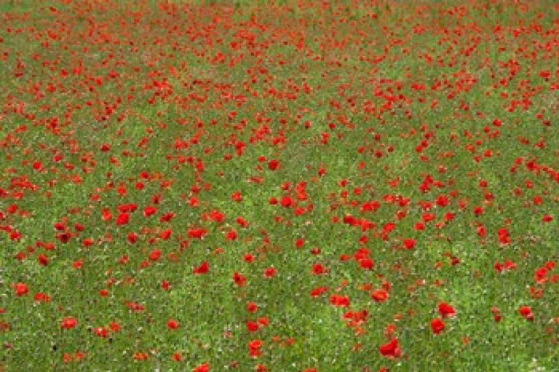Poppy field in bloom Les Gres Sault Vaucluse Provence-Alpes-Cote dAzur France Canvas Art - Panoramic Images (36 x 24)