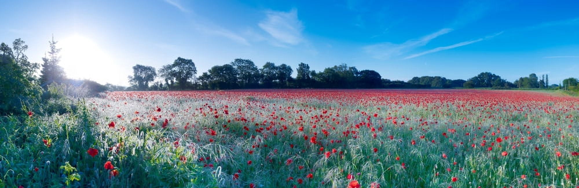 Poppy field in bloom Ranworth Norfolk England Canvas Art - Panoramic Images (27 x 9)