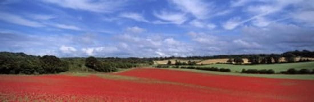 Poppy field in bloom Worcestershire West Midlands England Canvas Art - Panoramic Images (18 x 6)