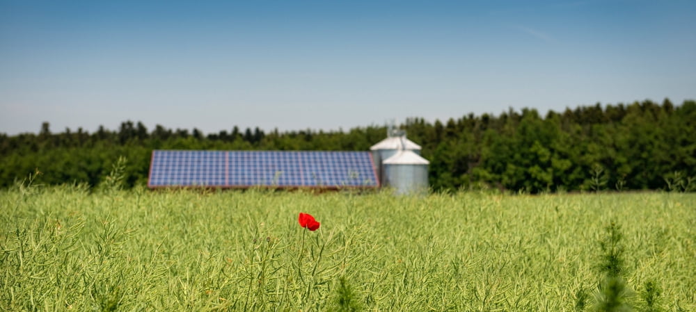 Poppy flower in a field and barn with solar panels and silos in the background Baden-Wurttemberg Germany Canvas Art - Panoramic Images (16 x 36)
