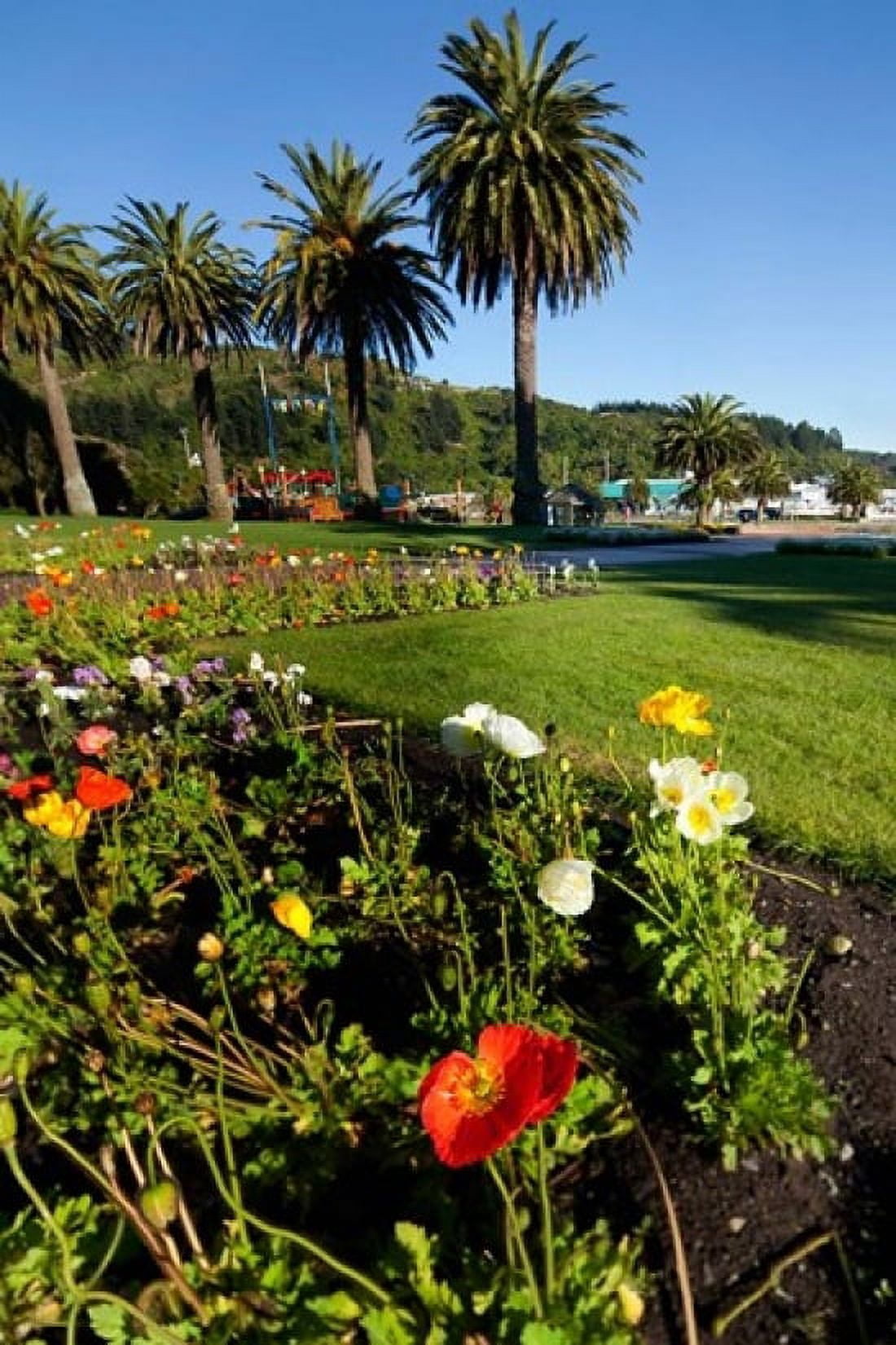 Poppy flowers Picton Marlborough South Island New Zealand Canvas Art - Douglas Peebles DanitaDelimont (24 x 36)