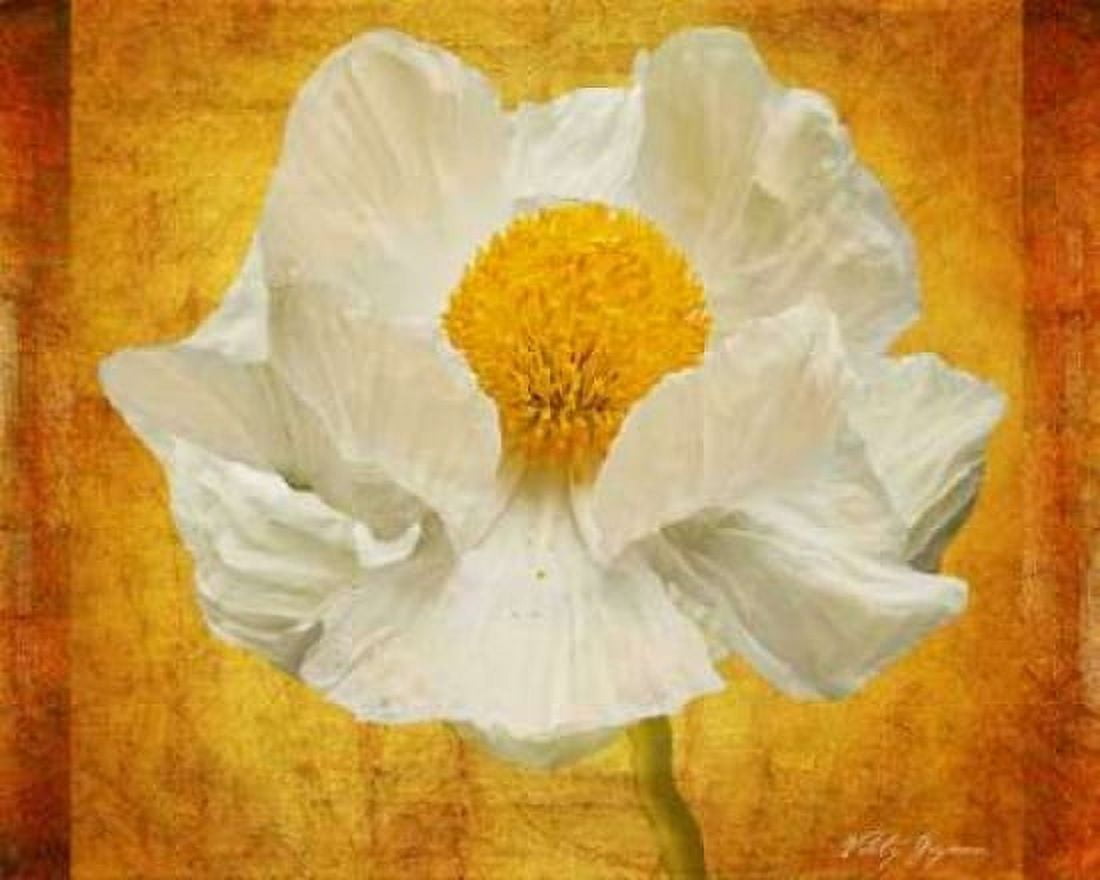 Poppy in Gold Canvas Art - Vitaly Geyman (24 x 30)