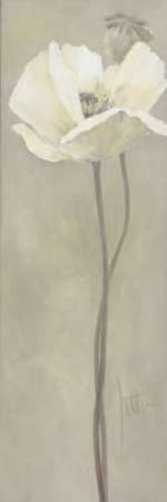 Poppy in white V Canvas Art - Jettie Roseboom (8 x 24)