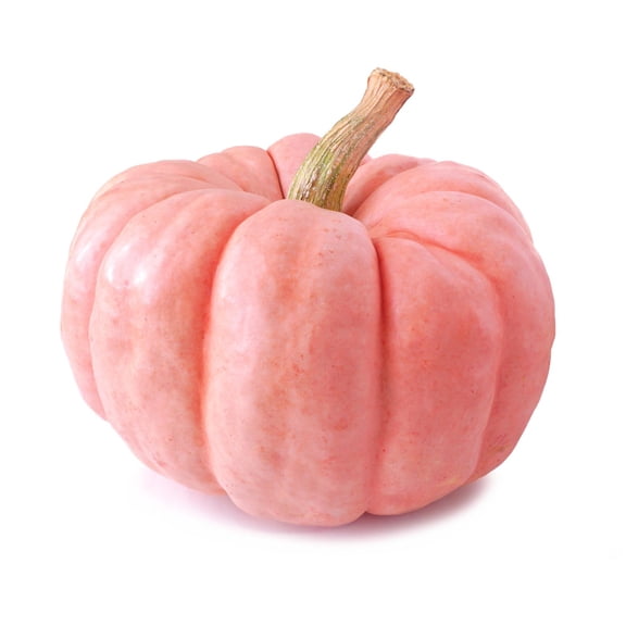 Porcelain Doll Pink Winter Squash Pumpkin Premium Seed Packet