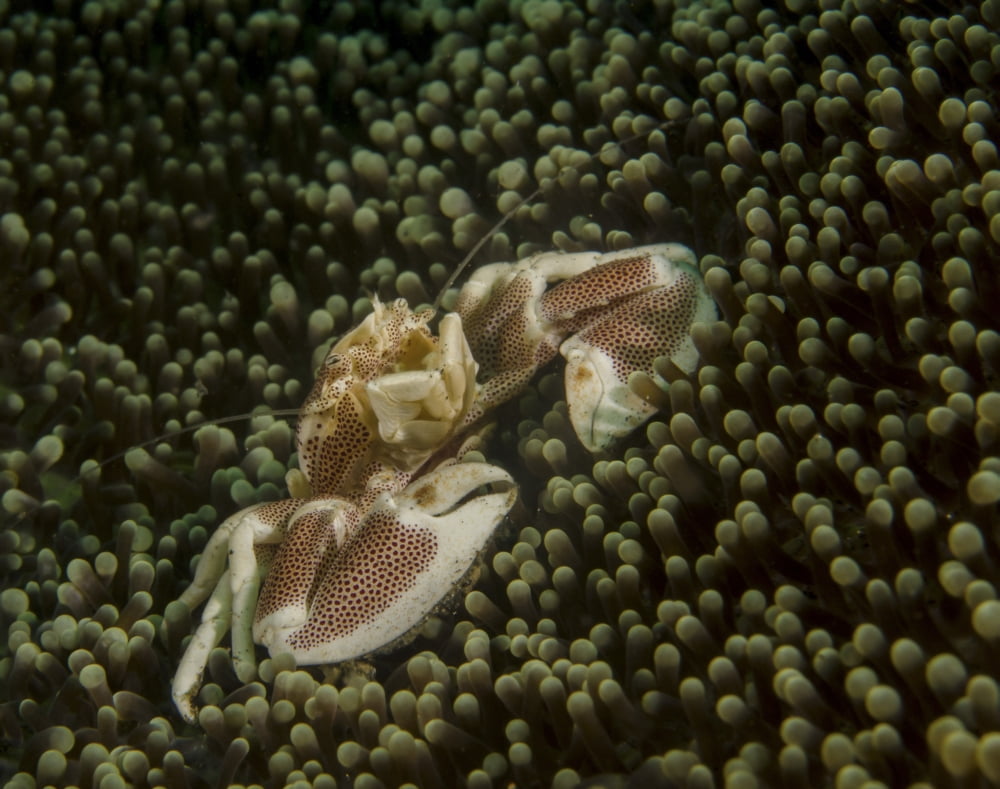 Porcelain crab in anemone Lembeh Strait Indonesia Canvas Art - Brent BarnesStocktrek Images (16 x 13)