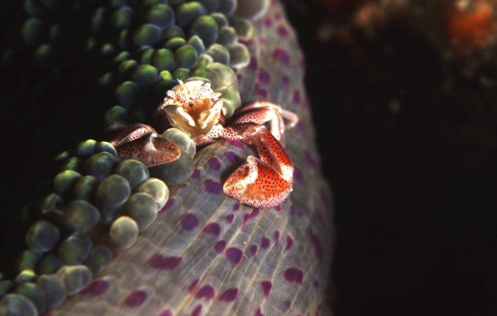 Porcelain crab in sea anemone Batangas Philippines Canvas Art - Beverly FactorStocktrek Images (18 x 12)