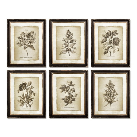 Framed Vintage Floral Prints Set of 6