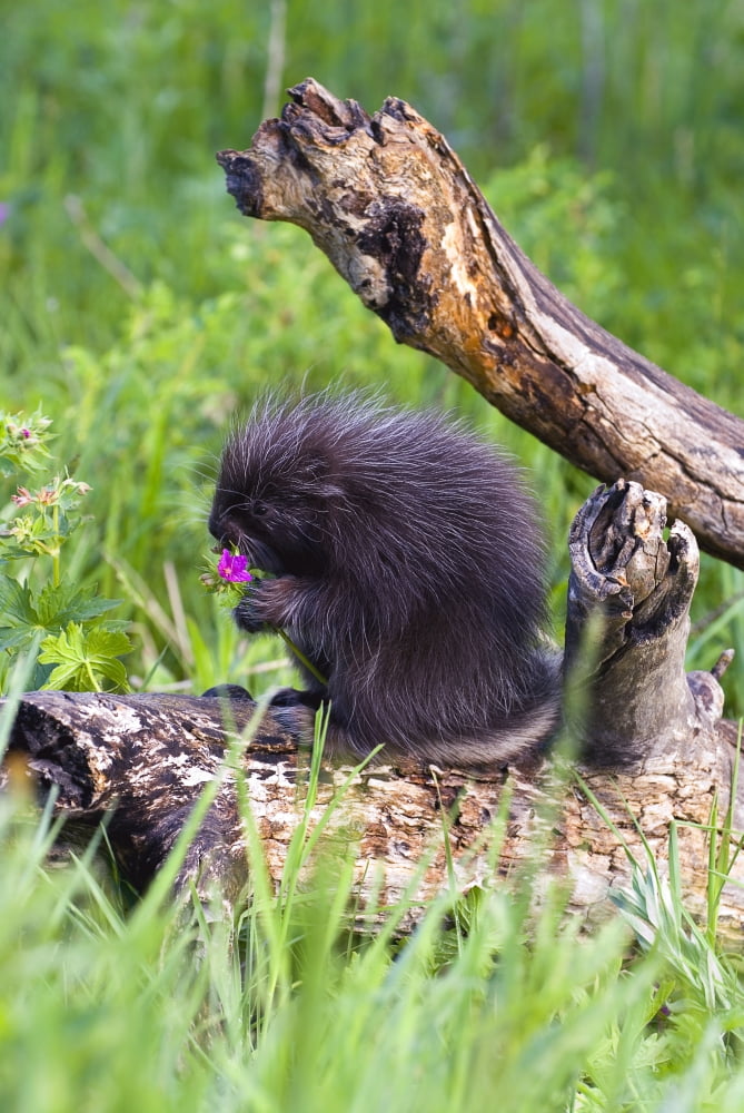 Porcupine Baby Eating Flower Canvas Art - John Pitcher Design Pics (22 x 34)