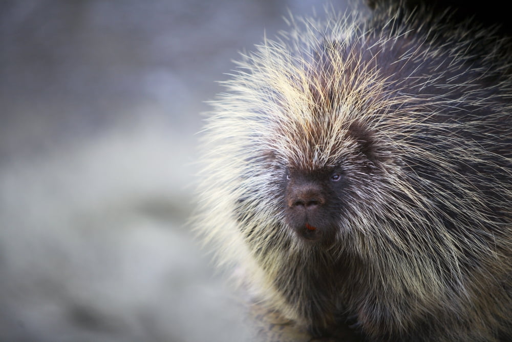 Porcupine Canvas Art - Richard Wear Design Pics (17 x 11)