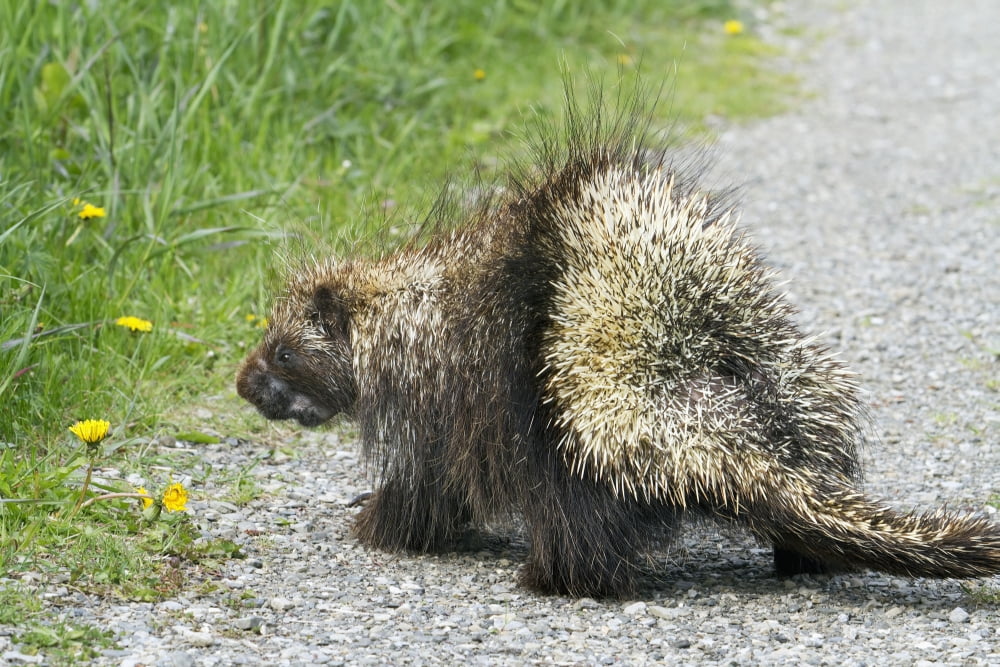 Porcupine (Erethizon Dorsatum) Crossing A Trail Forillon National Park Quebec Canada Canvas Art - Philippe Henry Design Pics (19 x 12)