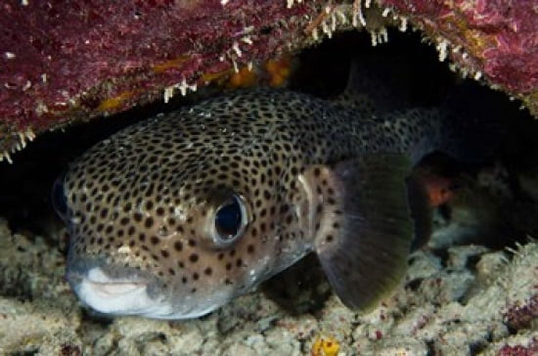 Porcupine Fish Bonaire Netherlands Antilles Caribbean Canvas Art - Pete Oxford DanitaDelimont (36 x 24)