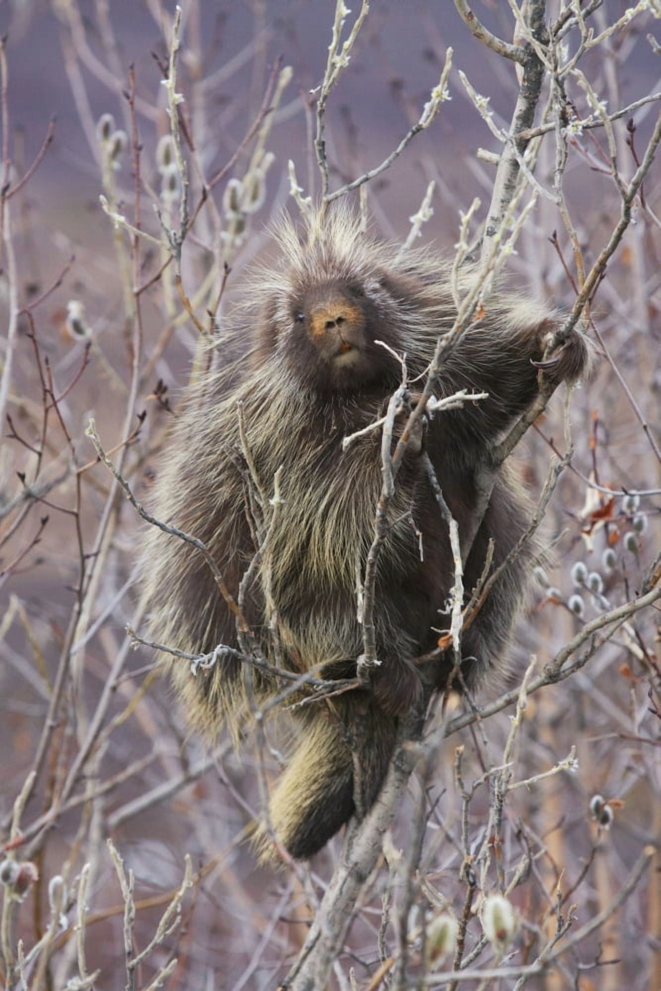 Porcupine Hangs On A Willow Tree Branch Interior Alaska Spring Canvas Art - Doug Lindstrand Design Pics (12 x 19)
