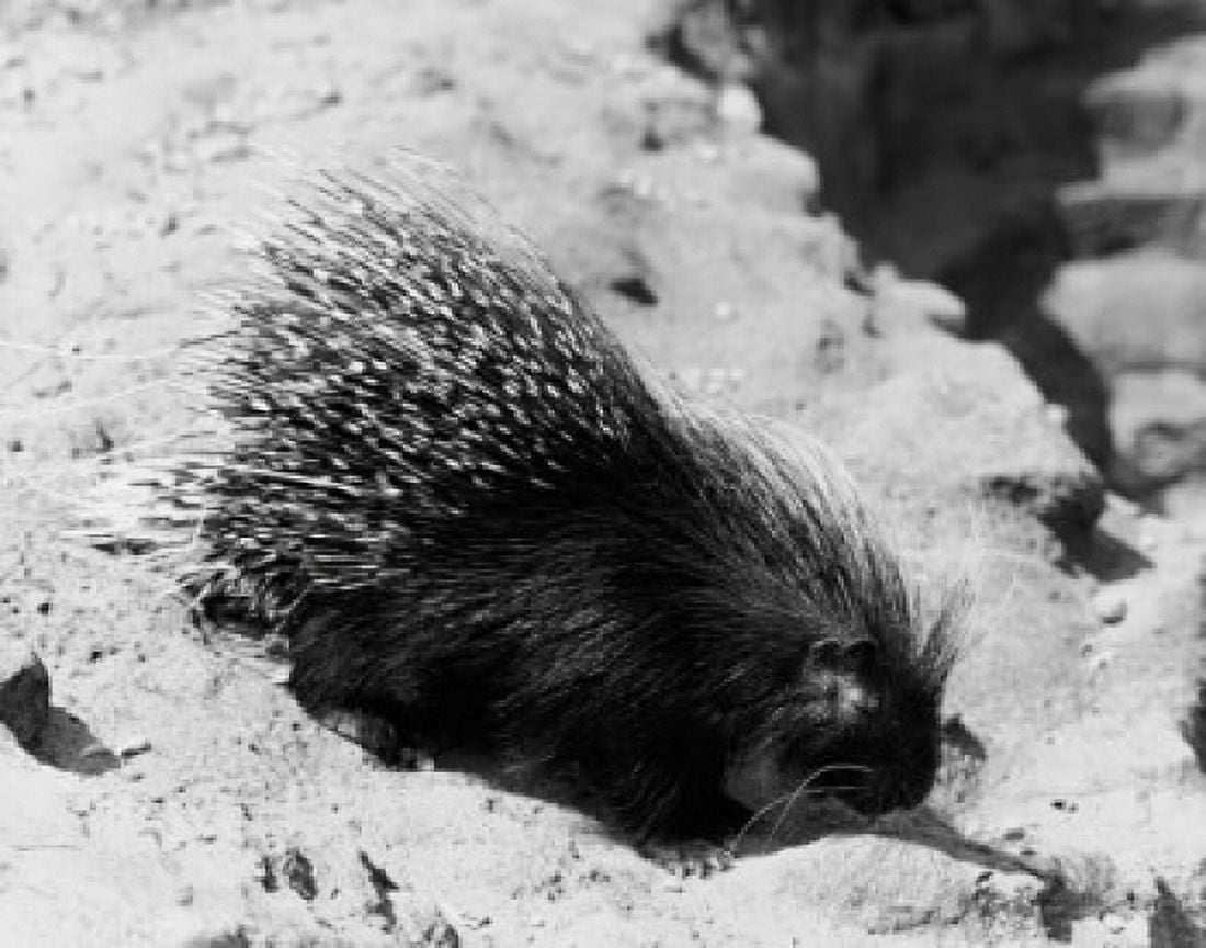 Porcupine on sand Canvas Art - (18 x 24)