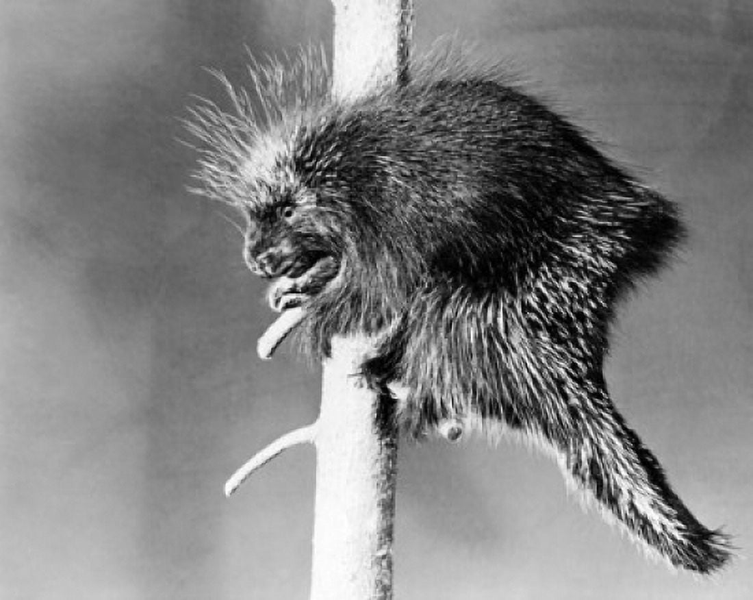 Porcupine perching on a branch (Erethison dorsatum) Canvas Art - (24 x 36)