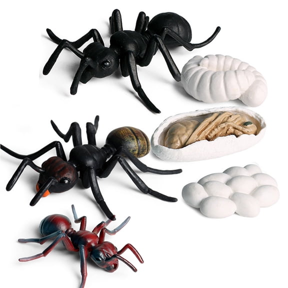 Hevirgo Realistic Ant Growth Cycle Figurine Set Kids Simulated Animal Educational Toys,Ant Growth Cycle