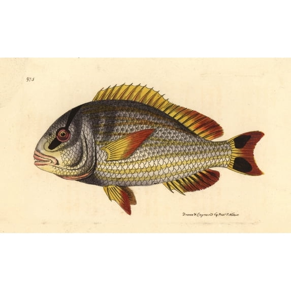 Porkfish, Anisotremus Virginicus Poster Print By ® Florilegius Mary Evans (36 X 24)