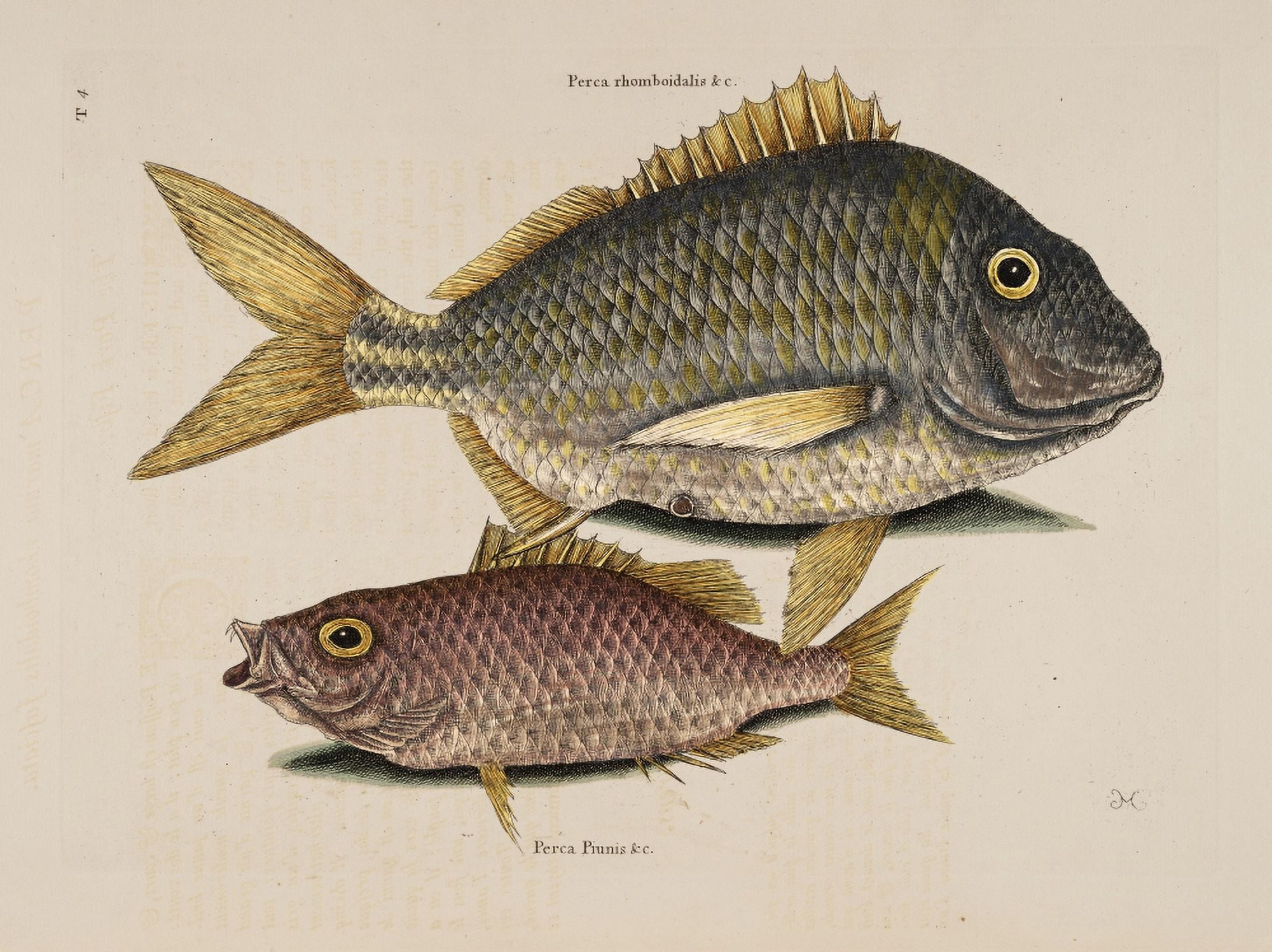 Porkfish School-master Canvas Art - Mark Catesby (18 x 24)