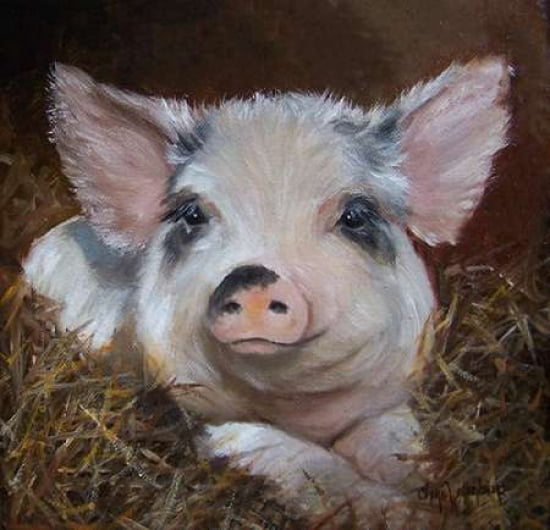 Porky Canvas Art - Cheri Wollenberg (24 x 24)