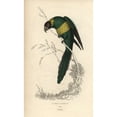 thumbnail image 1 of Port Lincoln Ringneck, Barnadius Zonarius Poster Print By ® Florilegius Mary Evans (18 X 24), 1 of 3