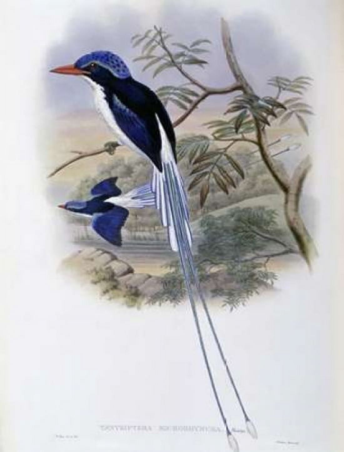 Port-Moresby Racket-Tailed Kingfisher Canvas Art - John Glover (22 x 28)