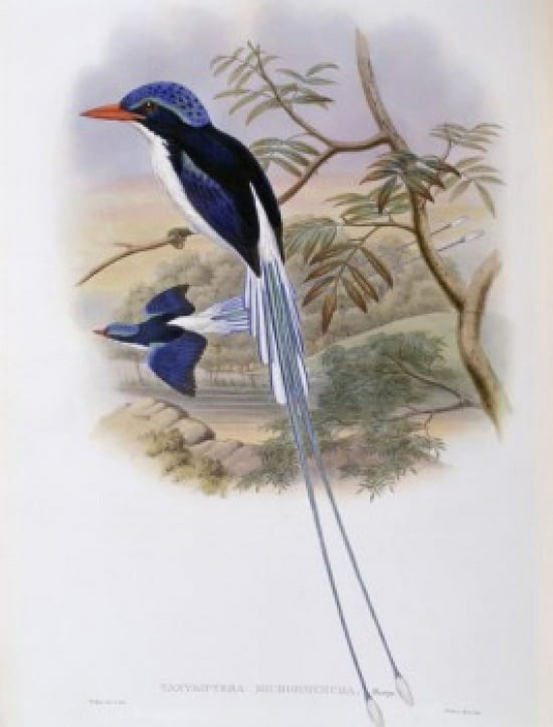Port-moresby Racket-tailed Kingfisher John Gould (1804-1881 British) Canvas Art - John Gould (18 x 24)