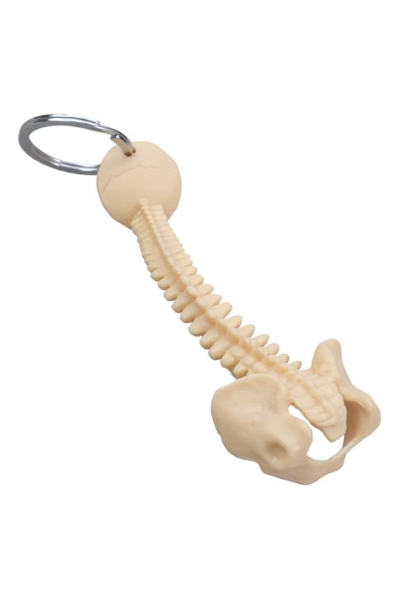 Portable Human Spine Skeleton Keychain Resin Anatomical Model Keyring for Classroom Teaching Unique Gift for Doctor