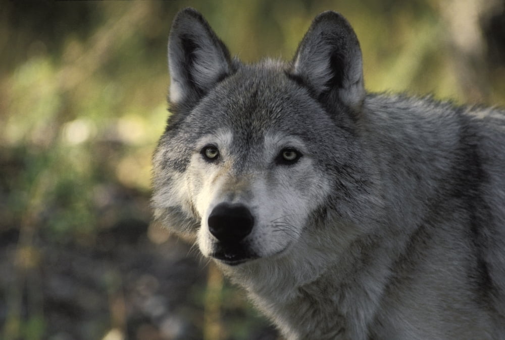 Portait Of Gray Wolf Usa Canvas Art - Ron Sanford Design Pics (17 x 11)