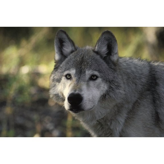 Portait Of Gray Wolf Usa Canvas Art - Ron Sanford Design Pics (34 x 22)