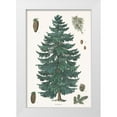 thumbnail image 1 of Portfolio, Wild Apple 11x14 White Modern Wood Framed Museum Art Print Titled - Evergreen Botanical Chart, 1 of 4