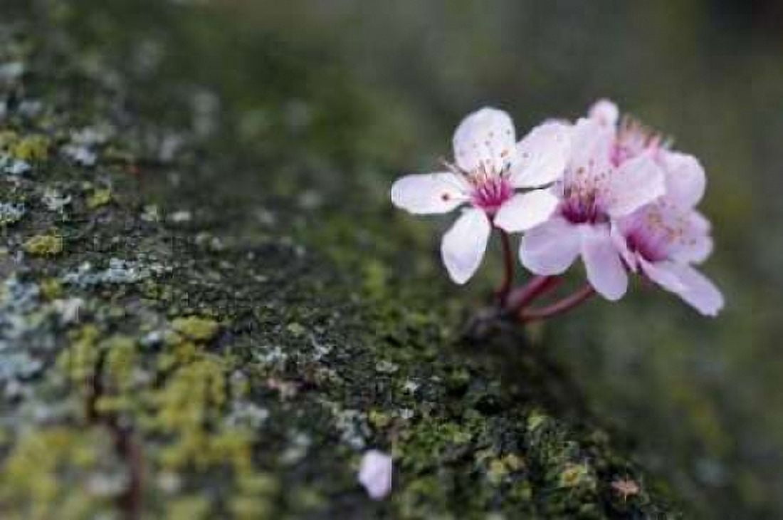 Portland Cherry Blossom I Canvas Art - Erin Berzel (20 x 28)
