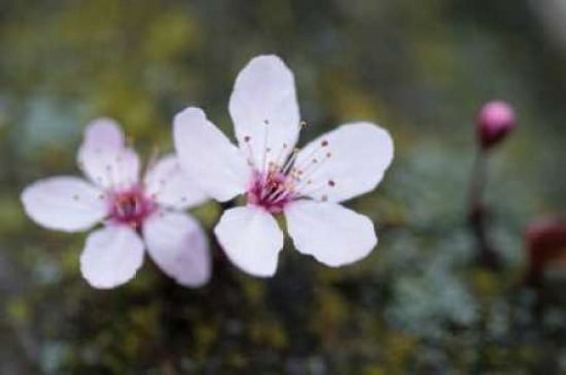Portland Cherry Blossom II Canvas Art - Erin Berzel (20 x 28)