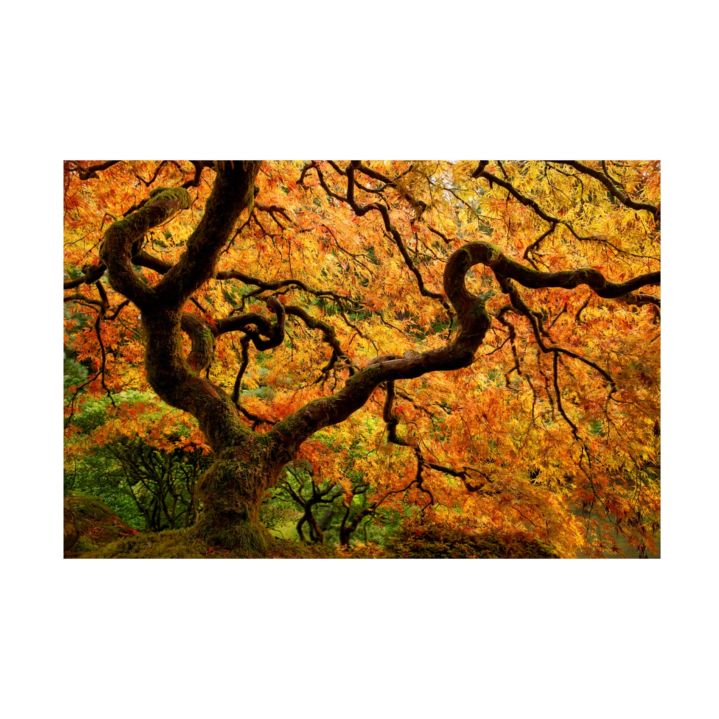 Portland Japanese Garden' Canvas Art by Mike Jones Photo