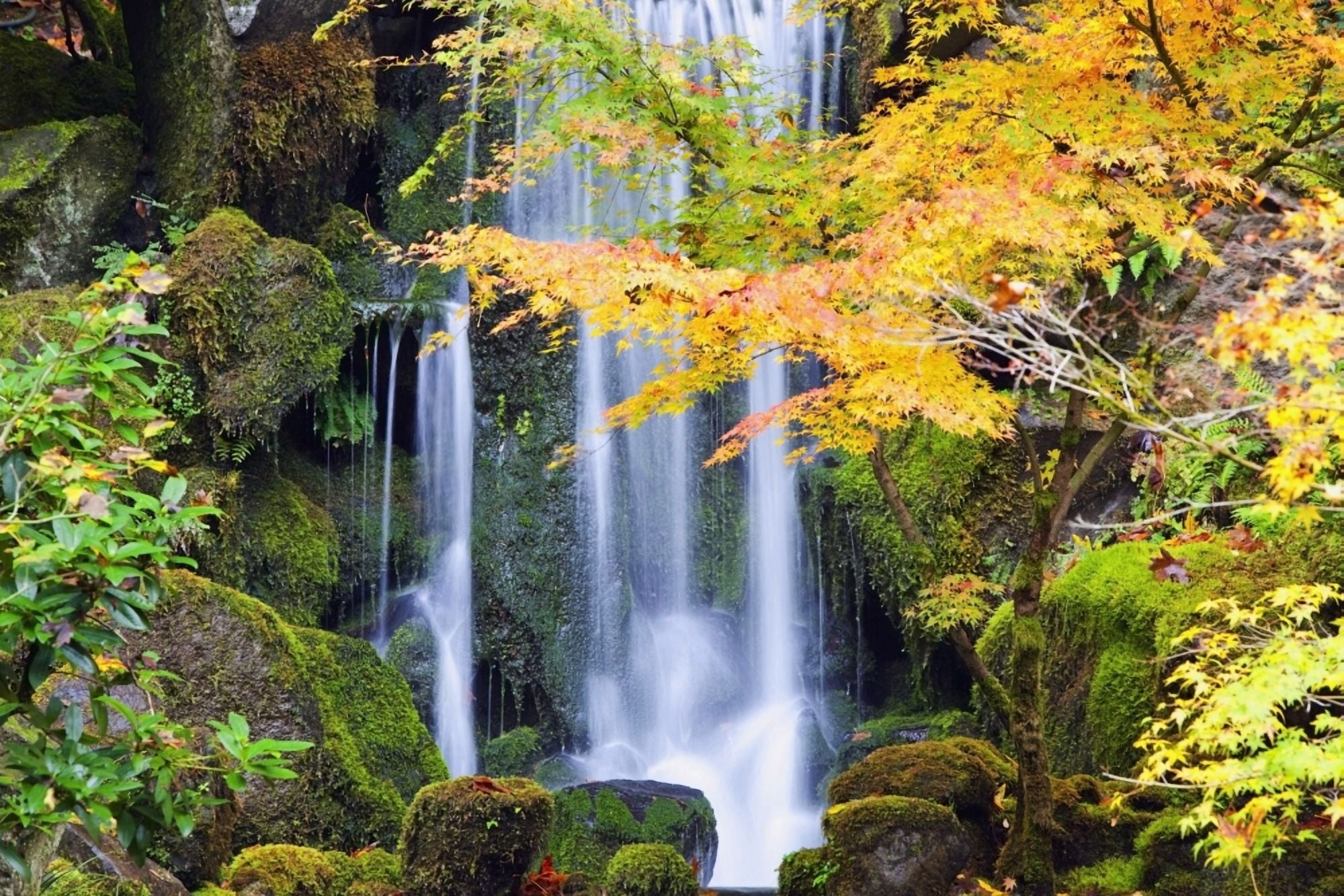 Portland Oregon United States Of America A Waterfall In A Japanese Garden In Autumn Canvas Art - Craig Tuttle Design Pics (38 x 24)
