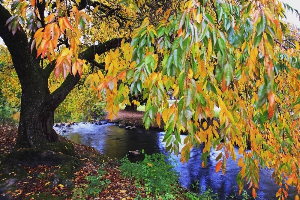 Portland Oregon United States Of America Autumn Colors Along Johnson Creek At Westmorland Park Canvas Art - Craig Tuttle Design Pics (38 x 24)