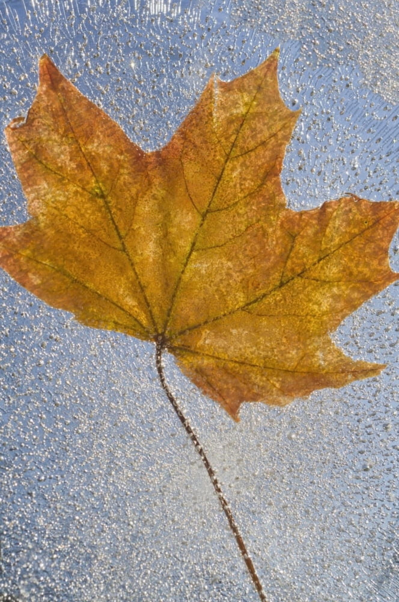 Portland Oregon United States Of America Autumn Leaf Encased In Ice Canvas Art - Dan Sherwood Design Pics (12 x 19)