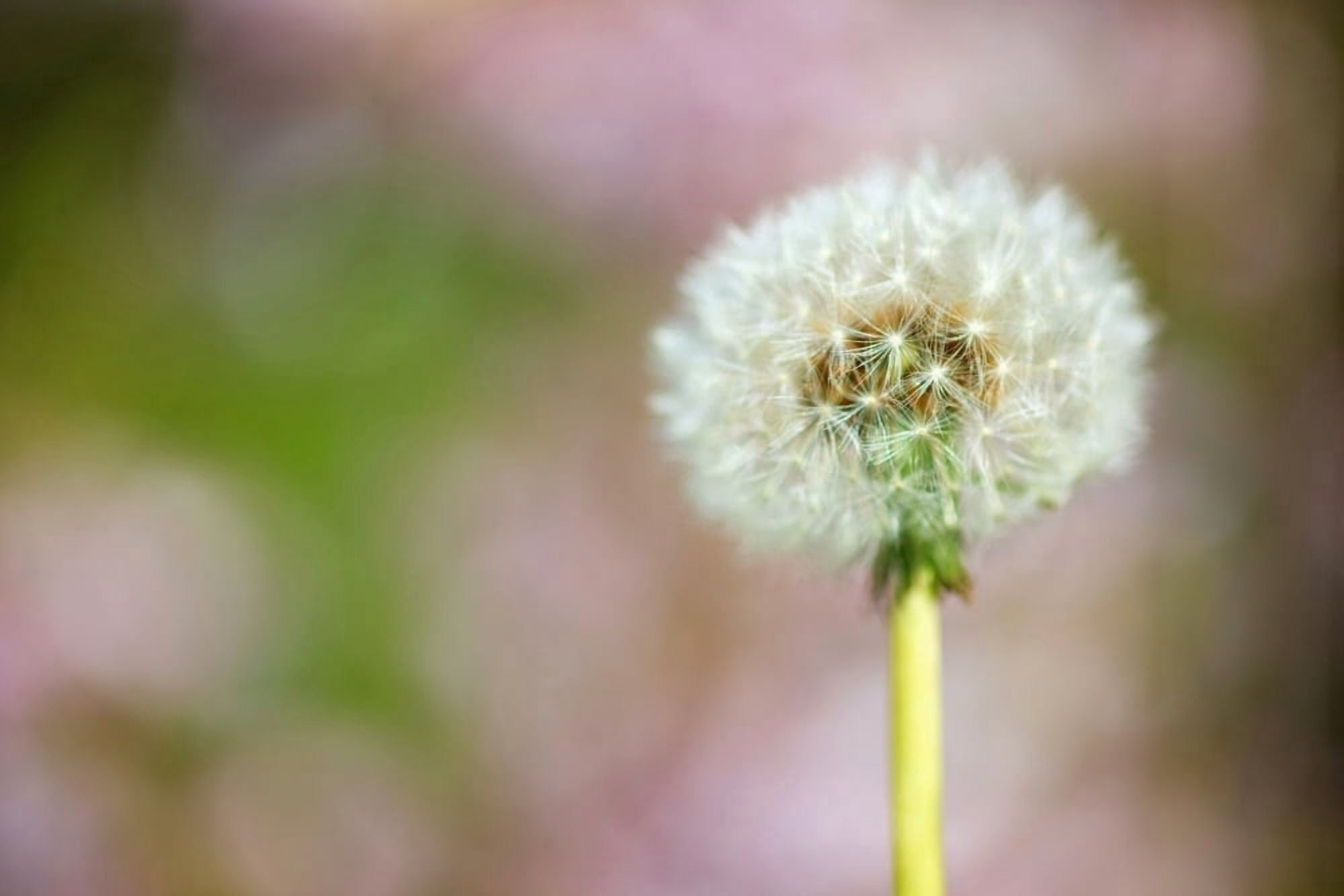 Portland Oregon United States Of America Dandelion As A Parachute Ball Canvas Art - Craig Tuttle Design Pics (19 x 12)
