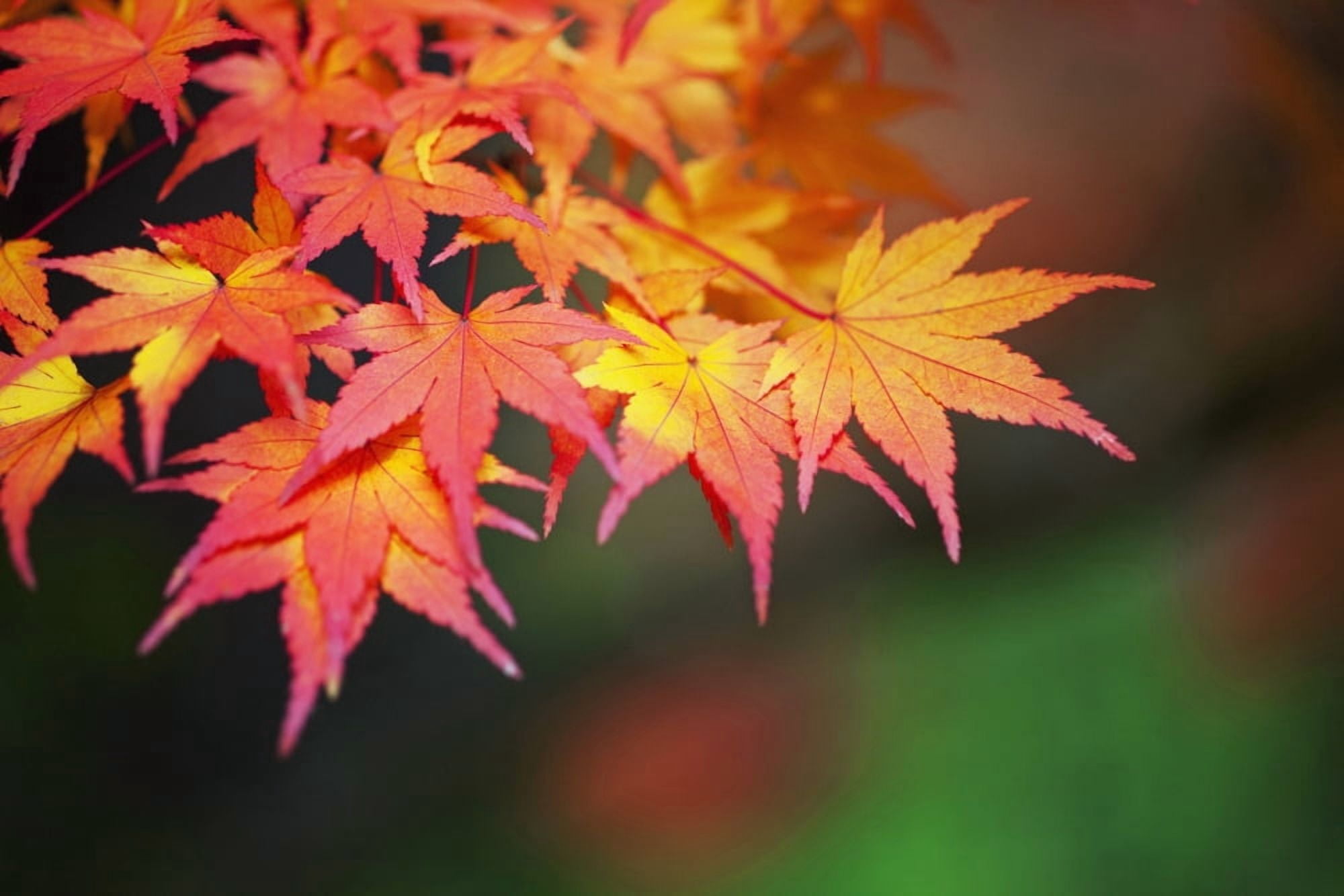 Portland Oregon United States Of America Leaves On A Tree In Autumn Canvas Art - Craig Tuttle Design Pics (19 x 12)