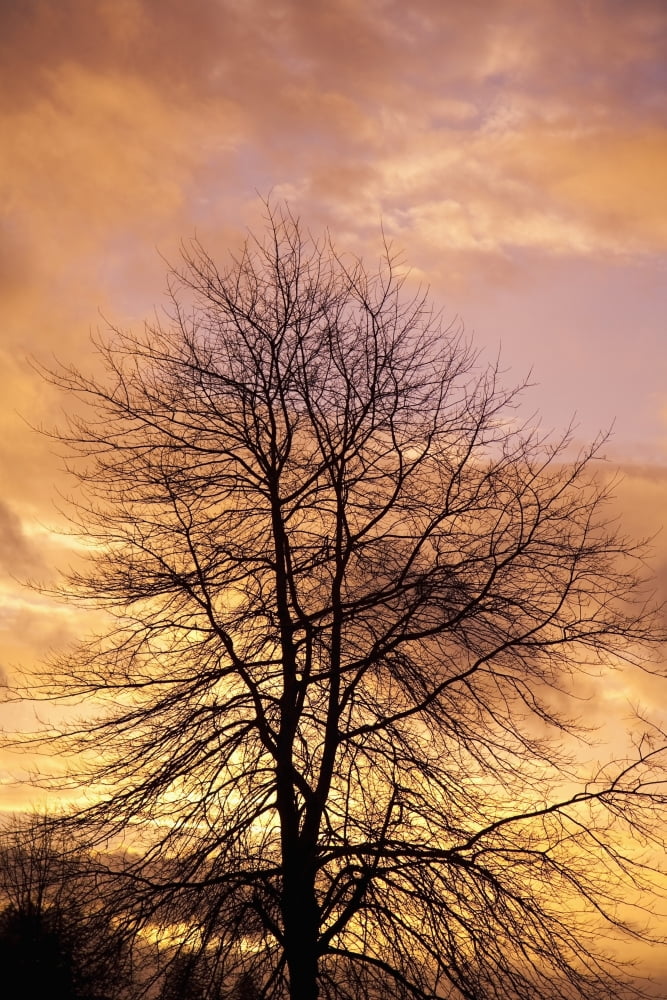 Portland Oregon United States Of America Sunrise At Mount Scott Canvas Art - Craig Tuttle Design Pics (12 x 19)