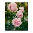thumbnail image 1 of Portland Rose Garden II - Portland Oregon Photography Floral Flowers Botanical Garden Nature Pastel Summer Unframed Wall Art Print 6 x 8 inches, 1 of 25
