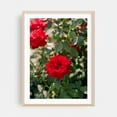thumbnail image 1 of Portland Rose Garden V - Portland Oregon Photography Floral Flowers Botanical Garden Nature Summer Scenic Oak Framed Wall Art Print 24 x 36 inches, 1 of 24
