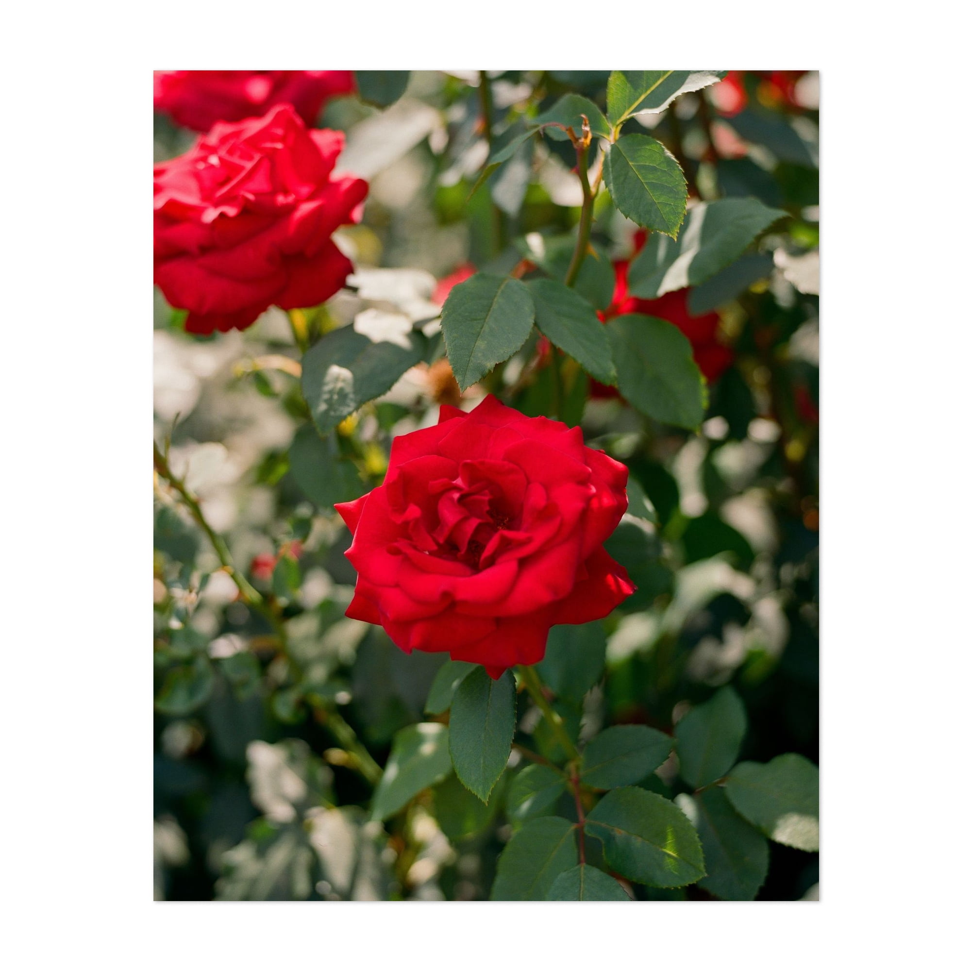 Portland Rose Garden V - Portland Oregon Photography Floral Flowers ...