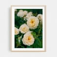 thumbnail image 1 of Portland Rose Garden VI - Portland Oregon Photography Floral Flowers Botanical Garden Nature Scenic Summer Oak Framed Wall Art Print 9 x 12 inches, 1 of 24