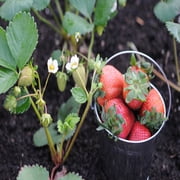 Portola Everbearing 10 Live Strawberry Plants, NON GMO,