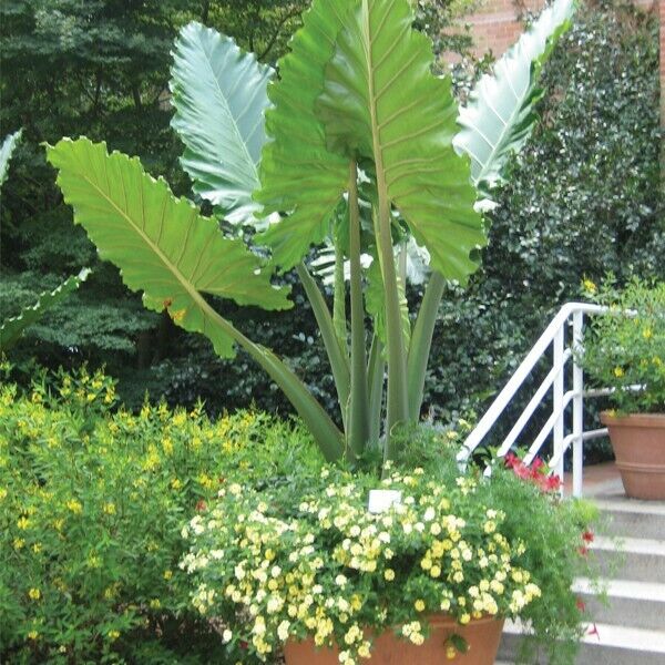 Portora Elephant Ear Alocasia LIVE PLANT