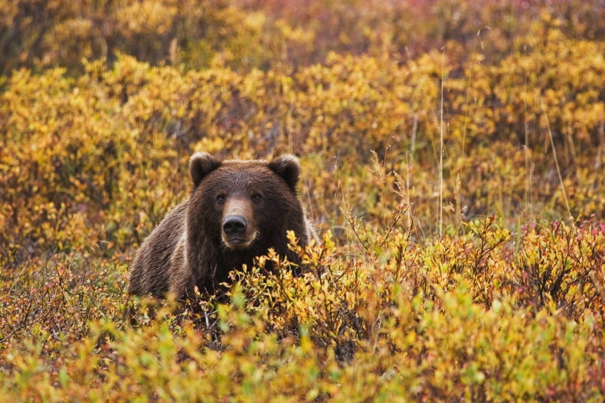 Portrait Of An Adult Brown Bear Amongst The Fall Foliage In Denali National Park Interior Alaska Autumn Canvas Art - Lynn Wegener Design Pics (17 x 11)