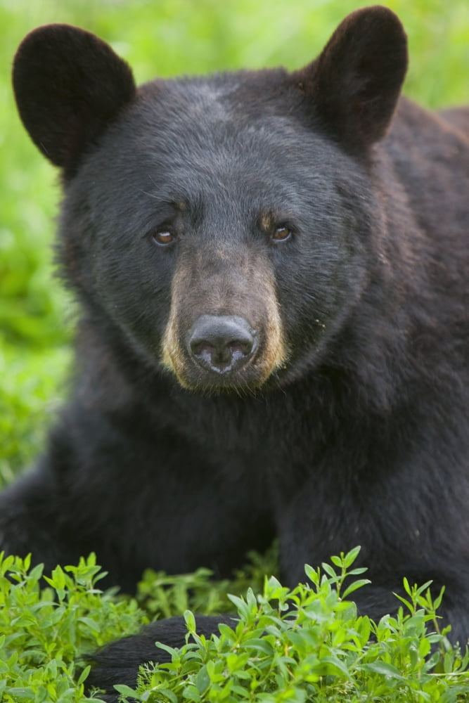 Portrait Of A Black Bear At The Alaska Wildlife Conservation Center Southcentral Alaska Summer Captive Canvas Art - Doug Lindstrand Design Pics (12 x 19)