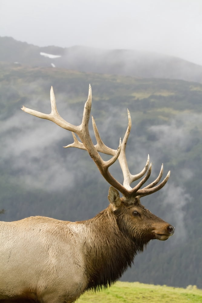 Portrait Of Captive Mature Rocky Mountain Bull Elk At The Alaska Wildlife Conservation Center In Portage Southcentral Alaska Digitally Altered Canvas Art - Doug Lindstrand Design Pics (24 x 38)
