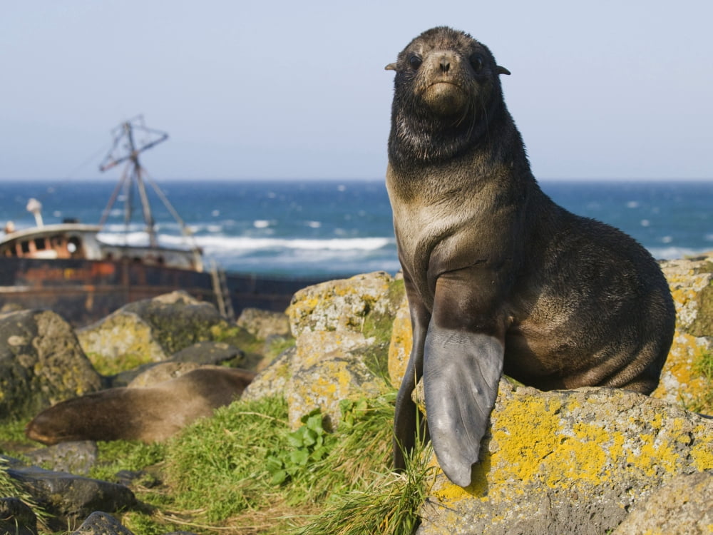 Portrait Of A Northern Fur Seal Juvenile Male With Shipwreck Of Fishing Boat In Background St Paul Island Southwest Alaska Summer Canvas Art - John Gibbens Design Pics (17 x 12)